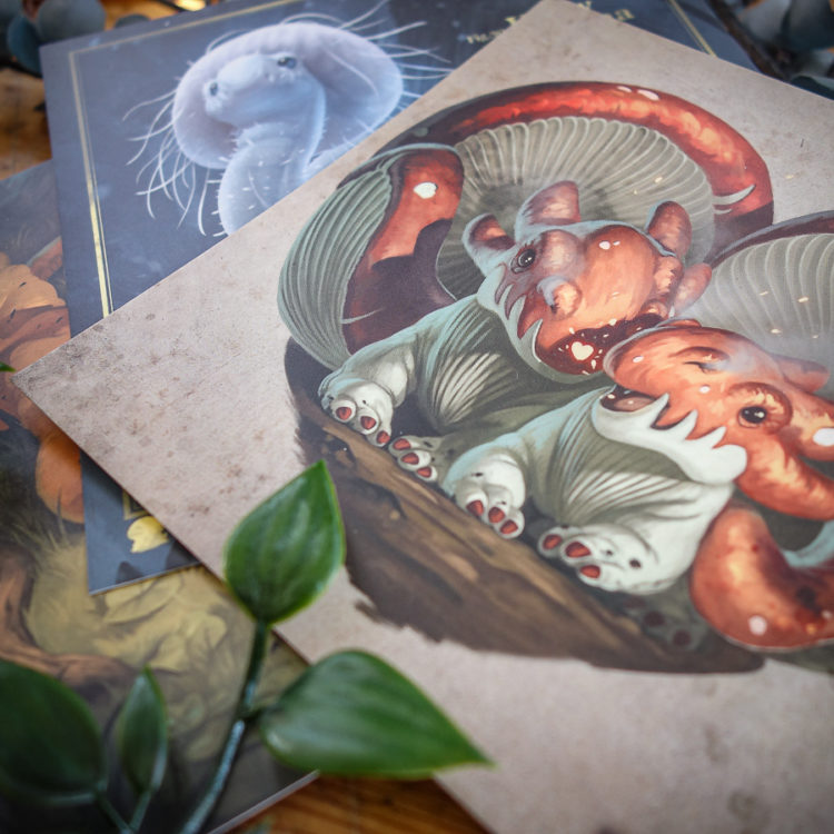 Dracofungus - Cartes postales